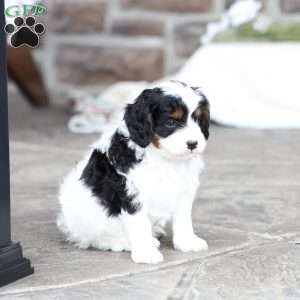 River, Cavapoo Puppy